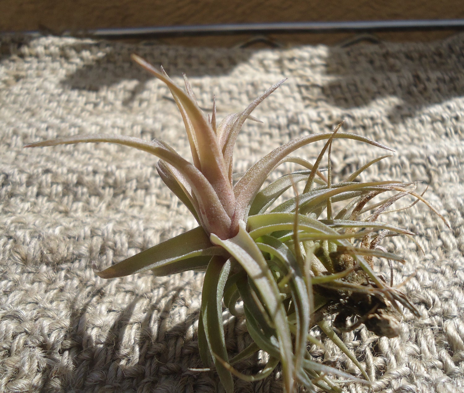 Tillandsia Aeranthos Bronze