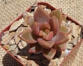 Graptoveria "Alpen Glow"