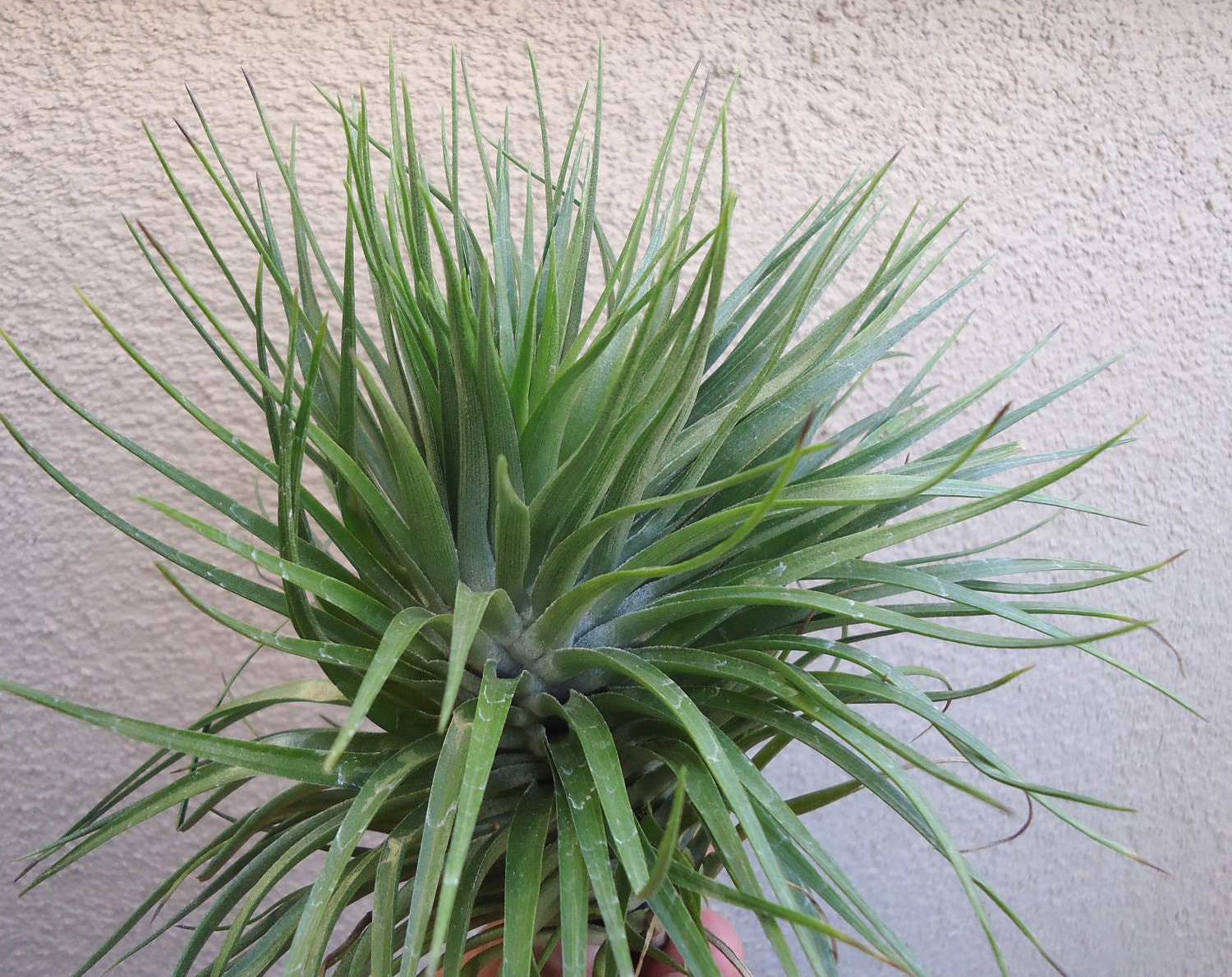 Tillandsia Stricta Giant