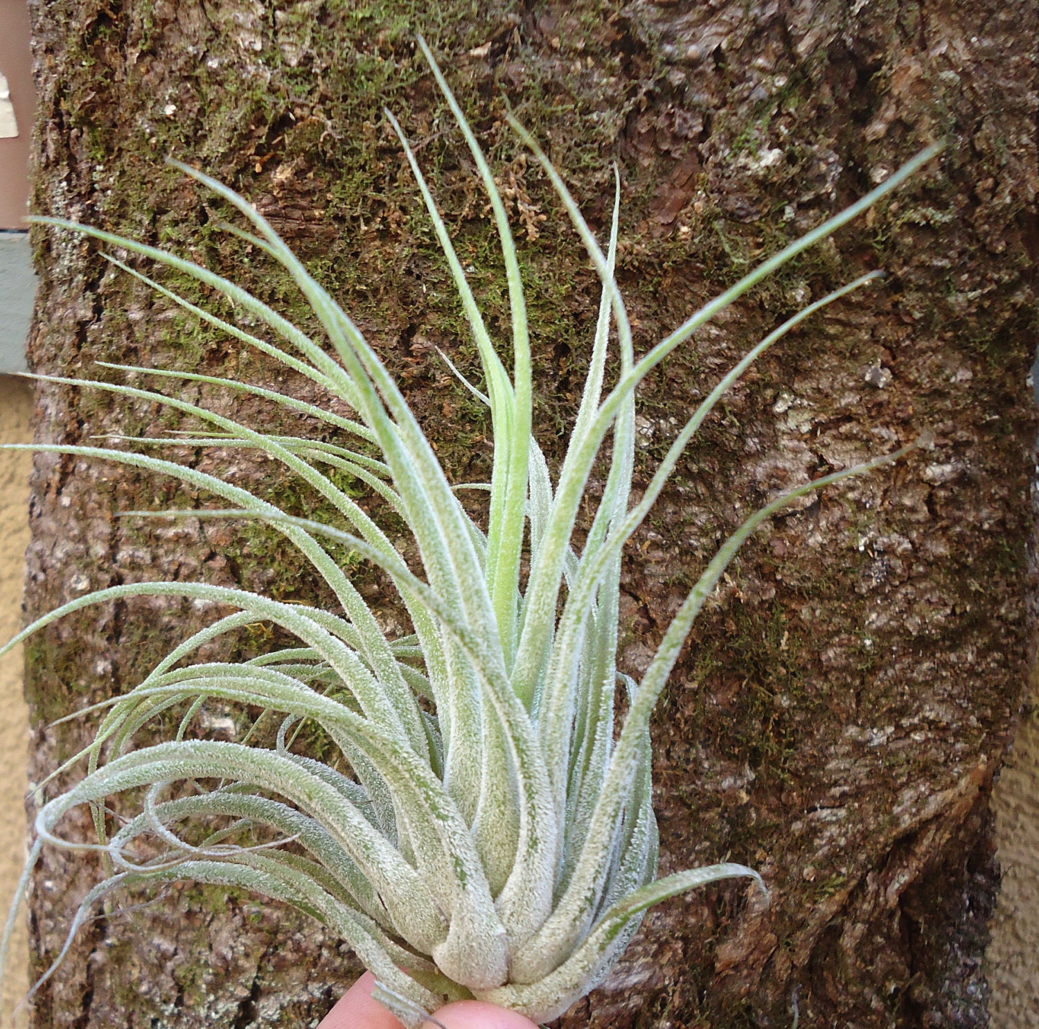 Large Tillandsia Kolbii