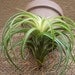 Tillandsia Victoriana Air Plant