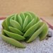 Portulaca Molokiniensis