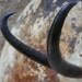 Chamois Goat Skull with Horns