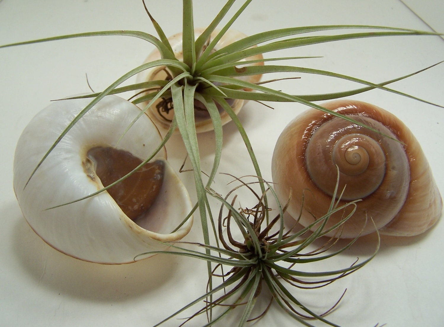 Buy plants wedding gifts - Succulent Air Plant Tillandsia  in a Large Muffin Snail  make perfect Wedding Favors