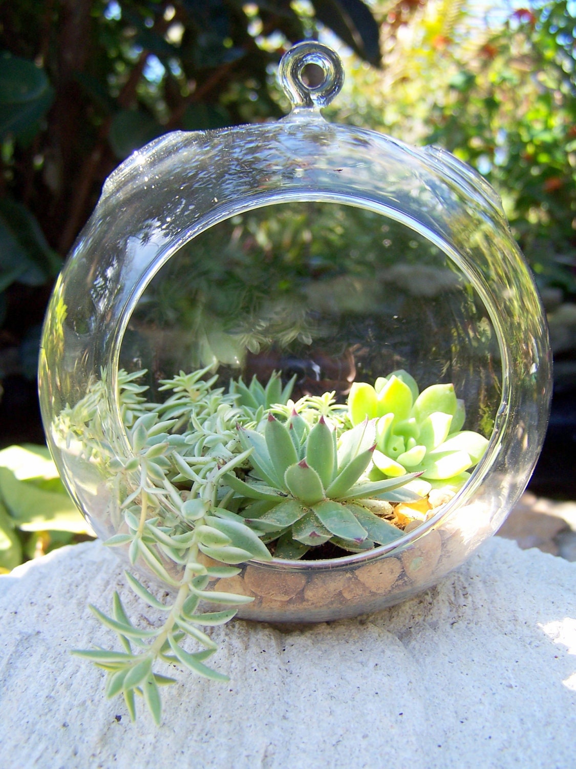 Hanging Terrarium with Succulents DIY Medium size Glass globe Wedding Centerpieces A