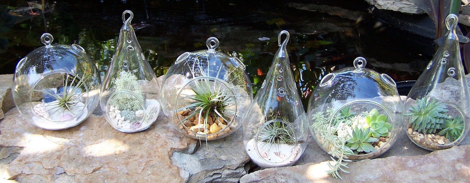 Hanging Terrarium with Succulents DIY Medium size Glass globe Wedding Centerpieces A