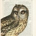 OWL Vintage Art Print on Dictionary Page Art Print or Upcycled Recycled Art Print on Book Page Art Print 8x10 UNIQUE Gift Vintage Art Print