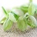 Spring Green leaves Czech glass beads - leaf - 12x7mm - 25Pc - 270