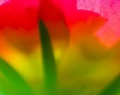 Abstract Colorful Flower