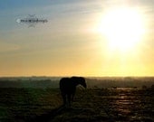 Horse Sunset Ireland Autumn Silhouette
