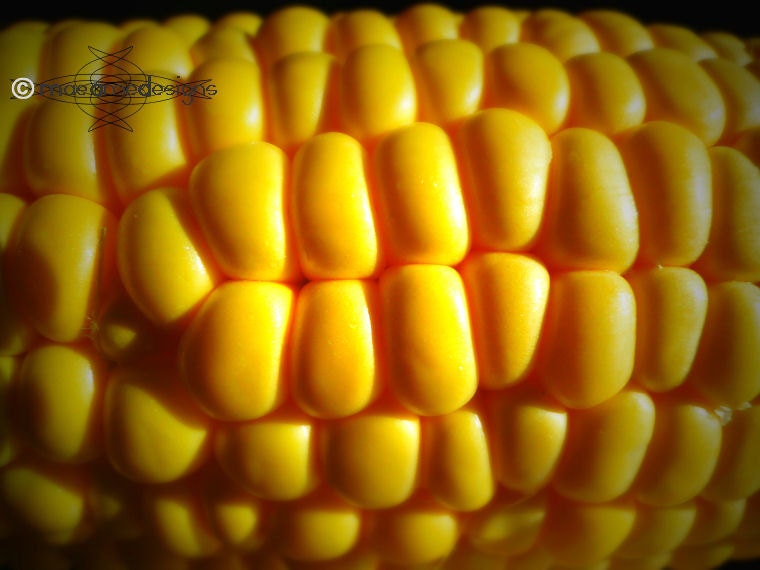 Golden Yellow Corn on the Cob Vegetable Limited Edition