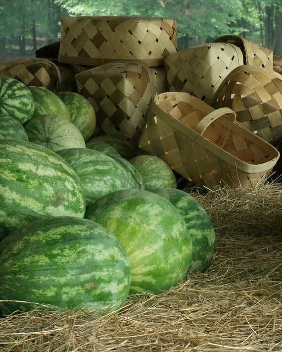 Outdoor Market Watermelon Basket Summer Season Good Times 5 x 7 photo for kitchen, market, advertising