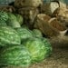 Outdoor Market Watermelon Basket Summer Season Good Times 5 x 7 photo for kitchen, market, advertising