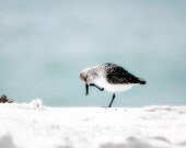 Beach Photography, Sandpiper No2, 8x10 Print, Sea Shore, Nautical, Blue, White, Black, Brown, Seagull