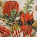Vintage souvenir tea towel, Australia wildflower calendar dish towel, 1990 kitchen towel, orange with beautiful native flowers.