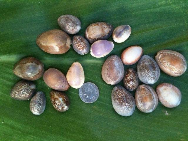 20 Hawaiian Cowrie Shells