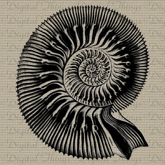 Digital Download for Iron on Transfer Shell Seashells Ocean Marine Life Beach Tea Towel Fabric Pillow DT664