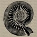Digital Download for Iron on Transfer Shell Seashells Ocean Marine Life Beach Tea Towel Fabric Pillow DT664