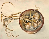 Garlic - Giclee Print of Watercolor in tan, beige, gold, brown