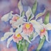 The Final Deduction - original orchid watercolor in pink, lavender, ivory, purple
