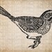 Antique Illustration Pretty Bird on Branch Encyclopedia Digital Download for Papercrafts, Transfer, Pillows, etc Burlap No. 3833