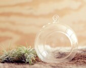 sphere shaped glass hanging terrarium, desk garden, DIY