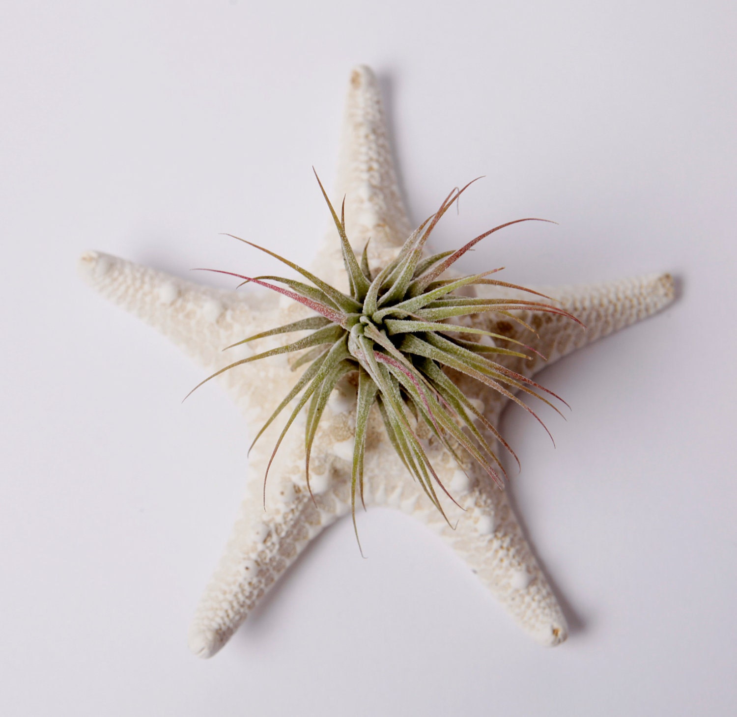 starfish and little air plant, desk garden, DIY