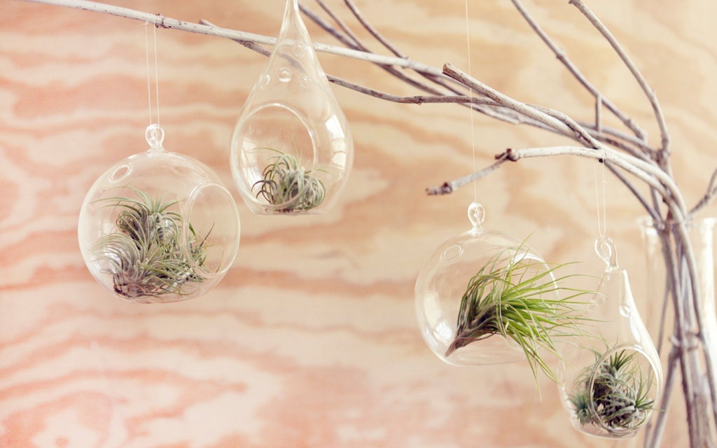 pear shaped glass hanging terrarium, and little air plant, desk garden, DIY