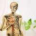 Skeleton - Articulated Paper Doll based on the vintage anatomic illustration. Kraft paper, hand painted, MADE TO ORDER.
