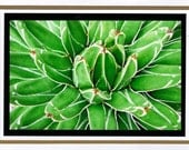 Agave Cacti Note card Art Photography 5" x 7"