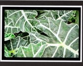 Tropical Plant note card, Art, Photograph, 5" x 7"
