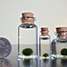 A Family of Three Assorted Sizes of Miniature Marimo Moss Ball Bottles