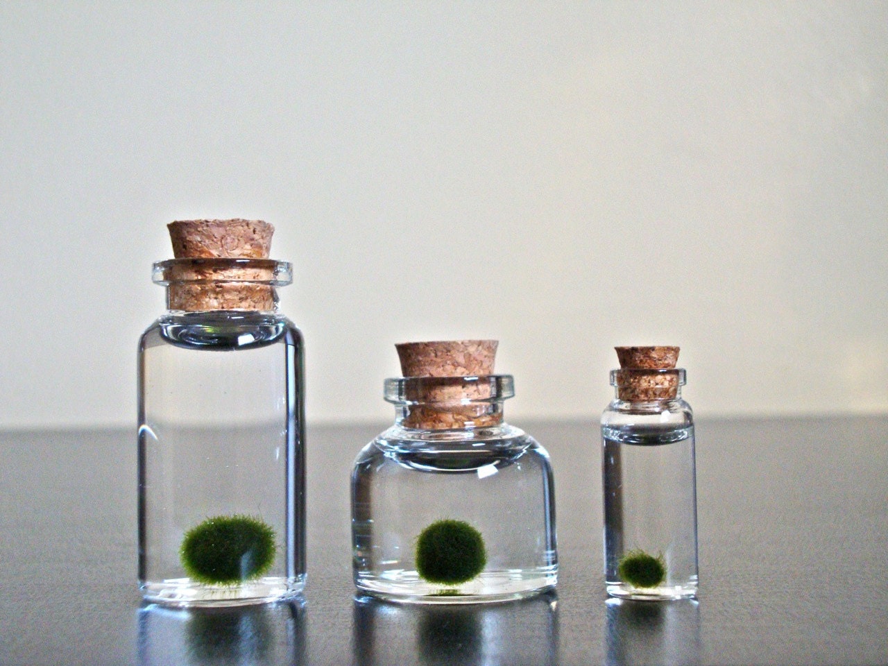 A Family of Three Assorted Sizes of Miniature Marimo Moss Ball Bottles