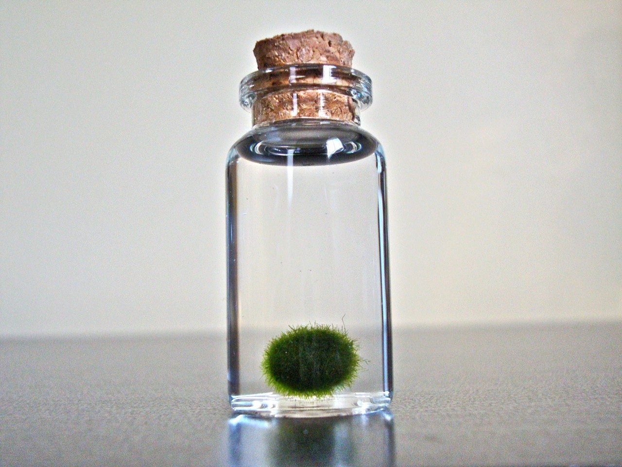 A Family of Three Assorted Sizes of Miniature Marimo Moss Ball Bottles
