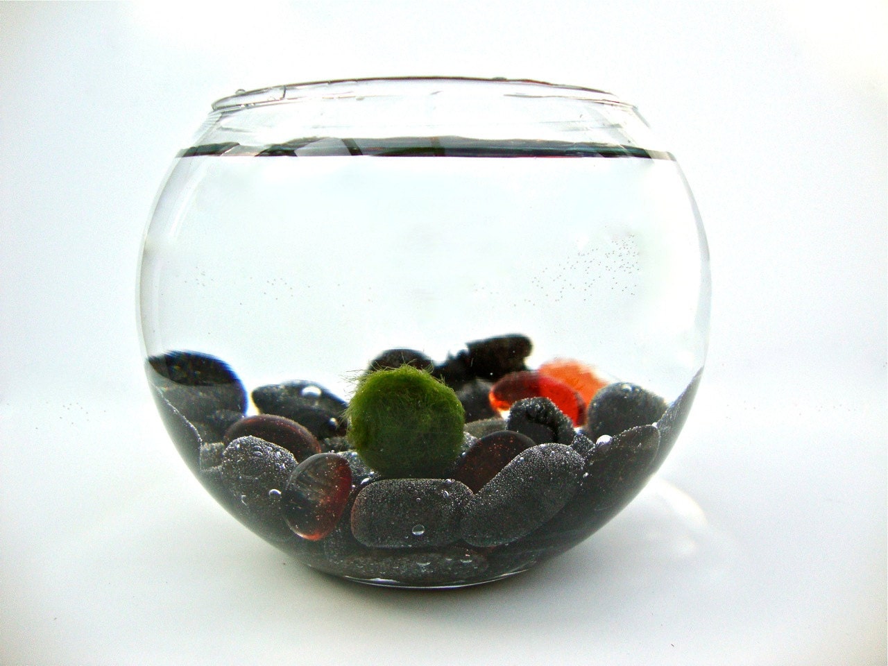 Treasure Hunter Marimo Moss Ball Aquarium Black by eGardenStudio