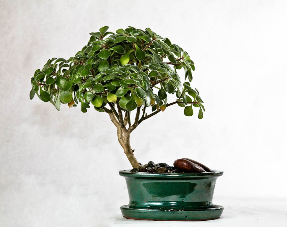 Bonsai - Fuzzy leaved Aeonium lindleyi