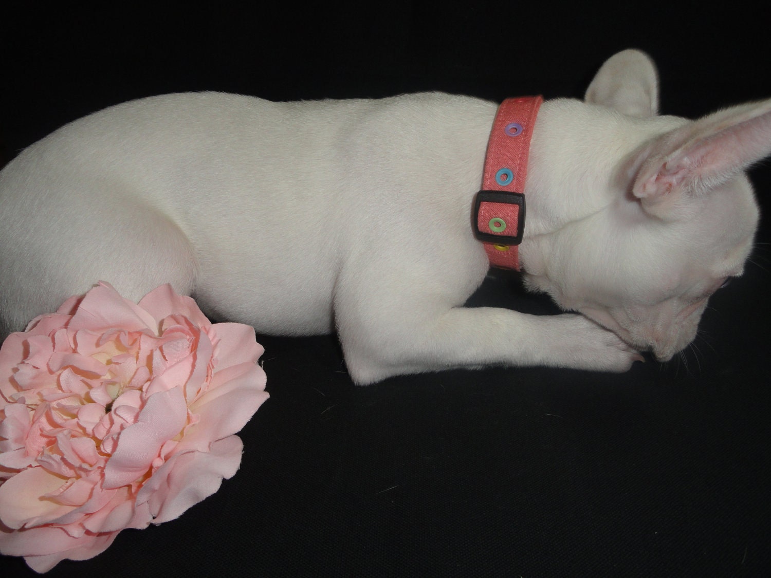 Peach coral dog collar with eyelets