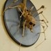 spider skeleton: creepy taxidermy art, spider monkey articulated mount