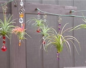 Air Plant Hanging Window Ornaments- Assorted 3 pack - Unique Gift Spring Birthday Gift For Mom Gifts under 50