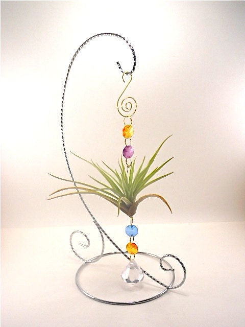 Air Plant Ornament- Unique Natural Gift  Multi Colored Air Plant  Ornament Gifts For Her Gifts under 20