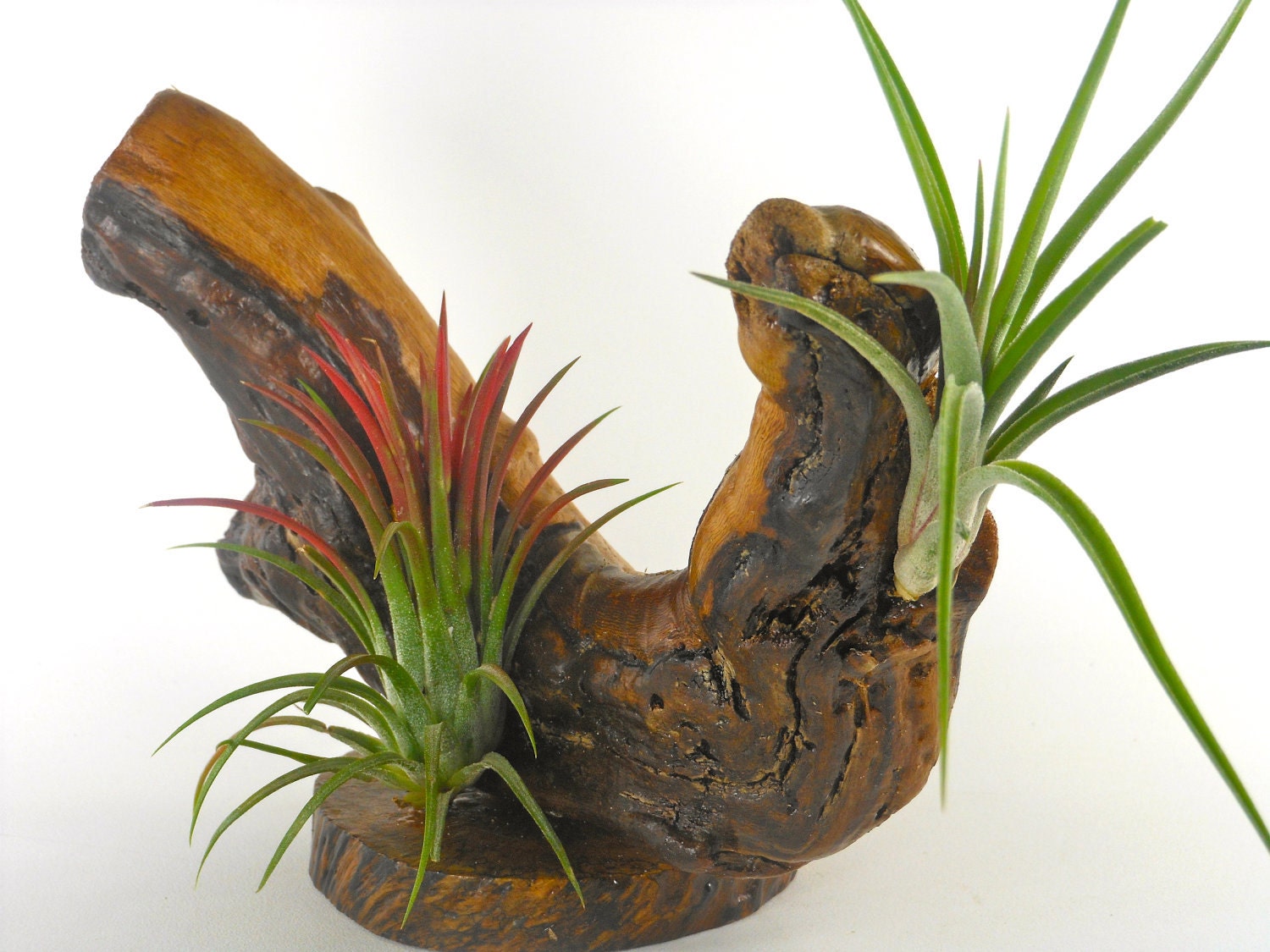 Grapewood and Air Plant Centerpiece Arrangement Unique Natural Gift For Men Rustic Office Decor Gifts under 50
