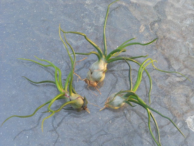 Air Plant Trio - Tillandsia Bulbosa Pack
