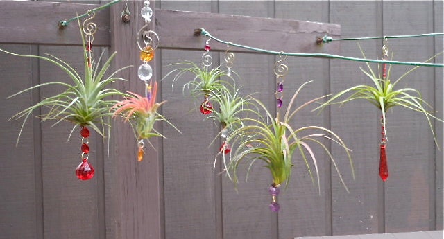 Air Plant Hanging Window Ornaments- Assorted 3 pack - Unique Gift Spring Birthday Gift For Mom Gifts under 50