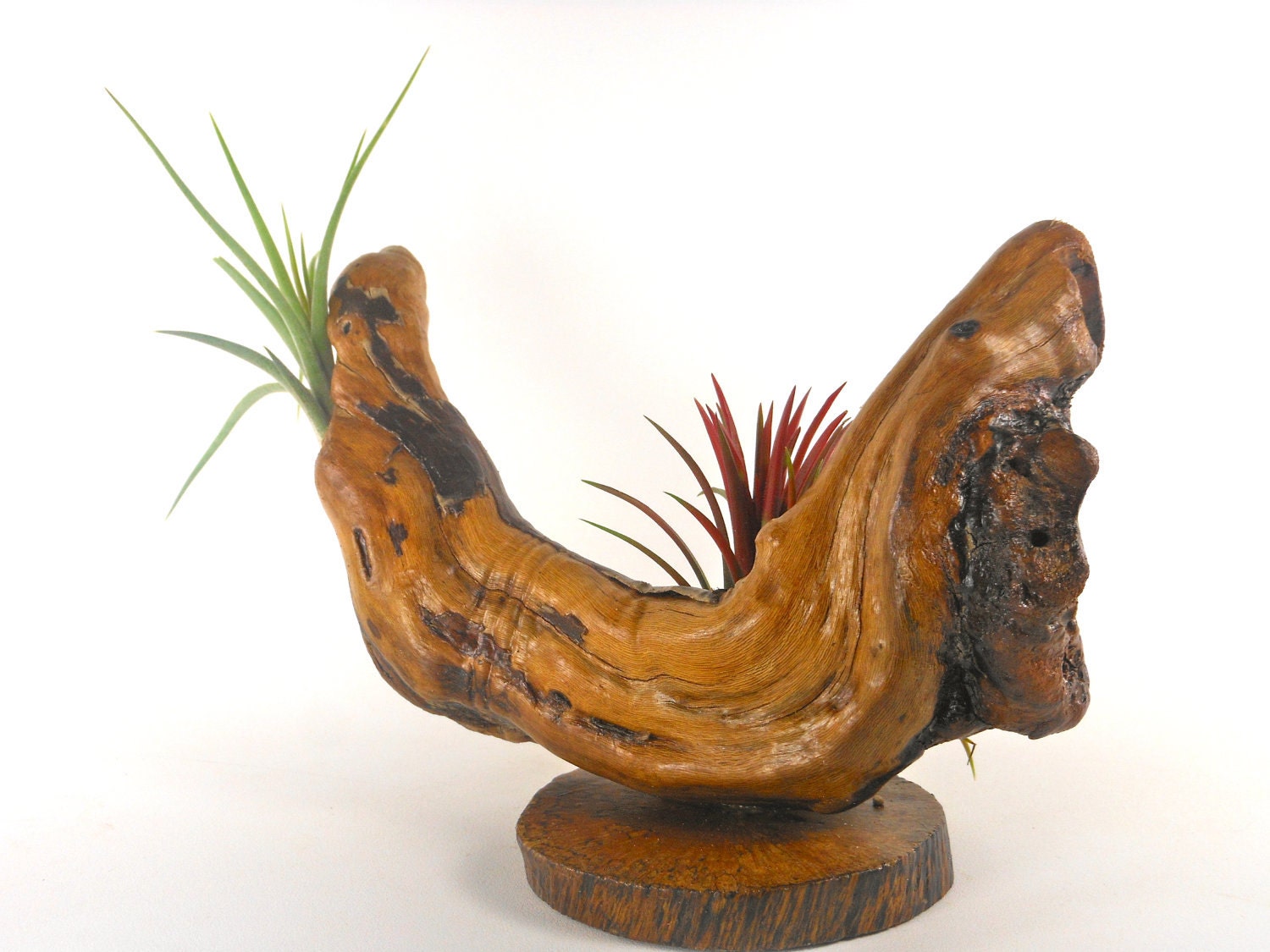 Grapewood and Air Plant Centerpiece Arrangement Unique Natural Gift For Men Rustic Office Decor Gifts under 50