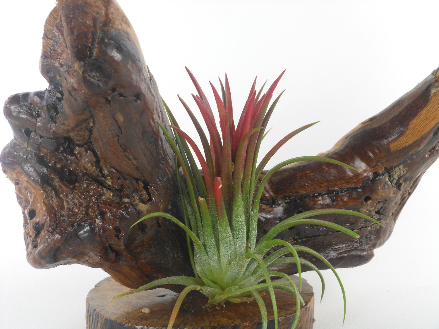 Grapewood and Air Plant Centerpiece Arrangement Unique Natural Gift For Men Rustic Office Decor Gifts under 50