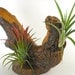 Grapewood and Air Plant Centerpiece Arrangement Unique Natural Gift For Men Rustic Office Decor Gifts under 50