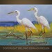 wildlife ,birds, egrets Original Oil Panel Painting 5x7