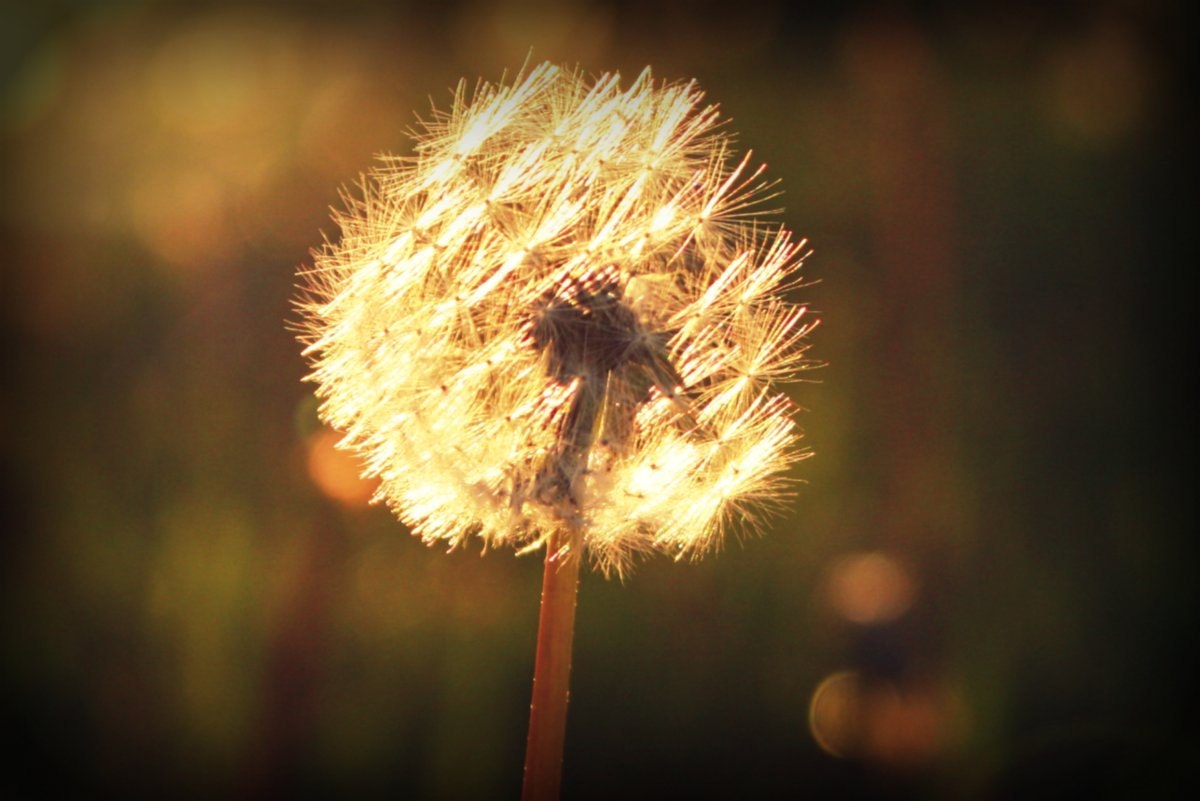 Sunset Dandelion 8x10 Fine Art Photography Shabby Chic Unisex Bokeh Home Decor Wall Art Sunset Gold Earth Tones