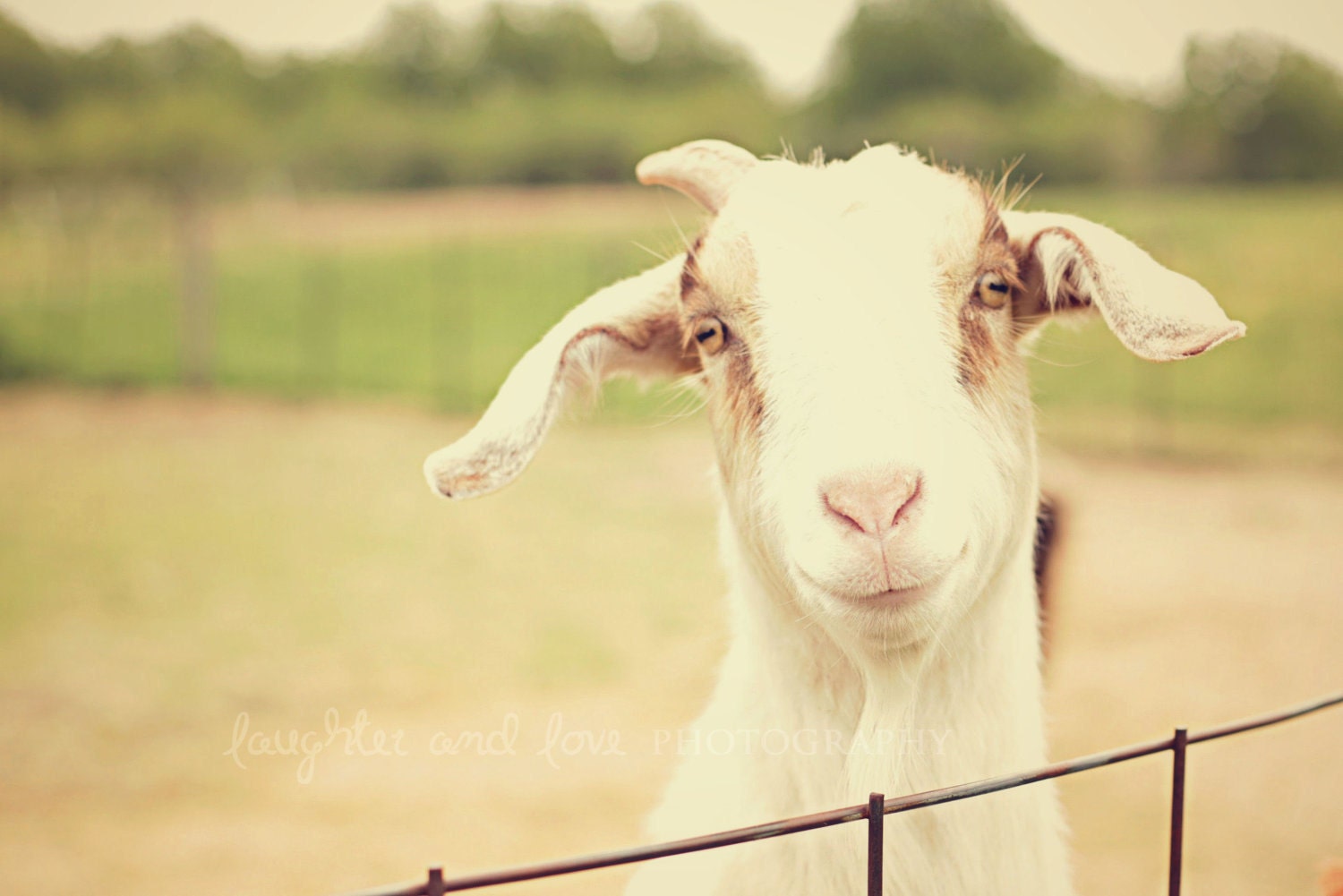 Happy Goat 8x10 Fine Art Photography Farm Animal Livestock Goat White Happy Nature Vintage Country Home Decor Wall Art