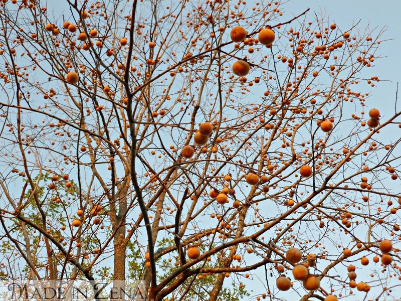 My persimmon tree - fall nature photo in color or b&w bare branches and balls - MadeinZena
